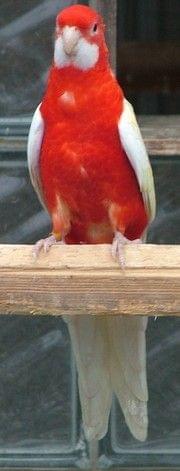 Obrazek