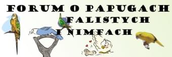 Forum Papugi Faliste i Nimfy Strona Gwna