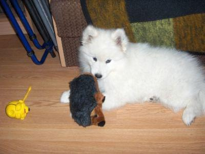 Maxina #pies #samojed