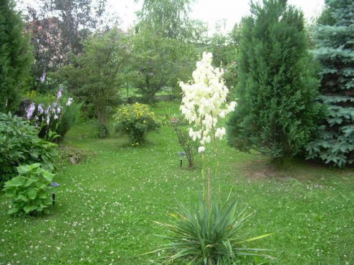 W moim ogrodzie #OGRÓD