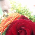 roza