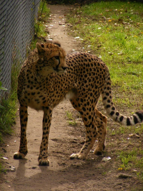 gepard - prawdziwa ladna kicia :)