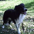 border collie