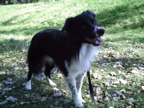 border collie