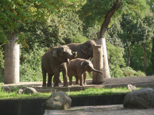 3 slonie, niekolorowe ale dzwieczne ;)