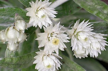 Kwiaty w moim ogrodzie #kwiaty #MojeRosliny #MÓJOGRÓD #PieknoPrzyrody #rosliny #przyroda