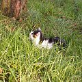 Kot w trawie ;) #zwierzęta #kot #koty