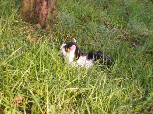 Kot w trawie ;) #zwierzęta #kot #koty