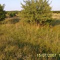 Zarośnięty i rozkradziony tor wąskotorówki Jędrzejowskiej w lesie między Sędziejowicami a Chmielnikiem.
