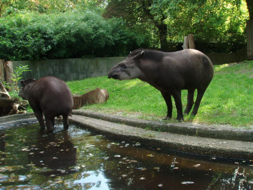 tapir. toaleta;P