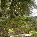 Dartmoor National Park