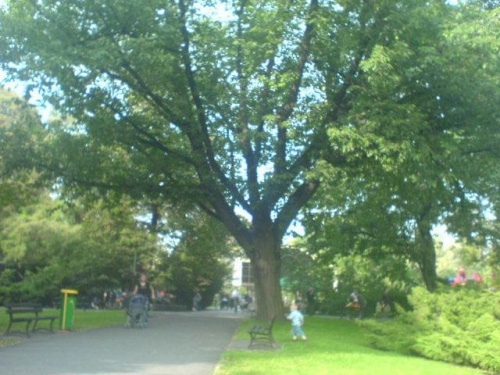 wielkie drzewko :) #drzewo