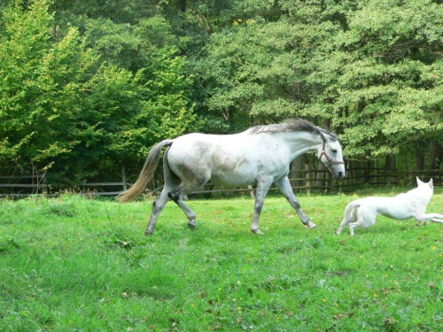 Co to jest? Białe goni białe. #koń #konie #PiesBialyOwczarek