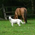 To ja i Gary #BialyOwczarek #koń #konie