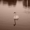 Na jeziorze #łabądź #fauna #jezioro #ptak