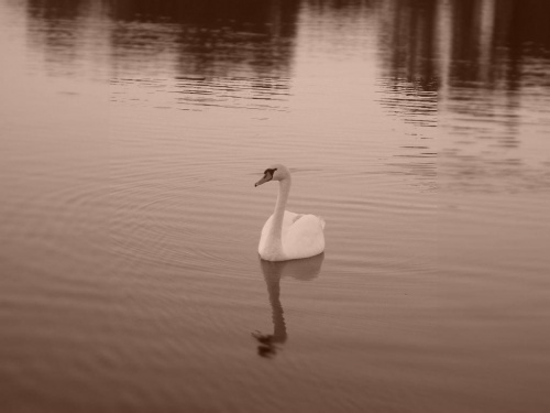 Na jeziorze #łabądź #fauna #jezioro #ptak