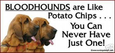 funny bloodhound