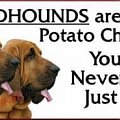 funny bloodhound