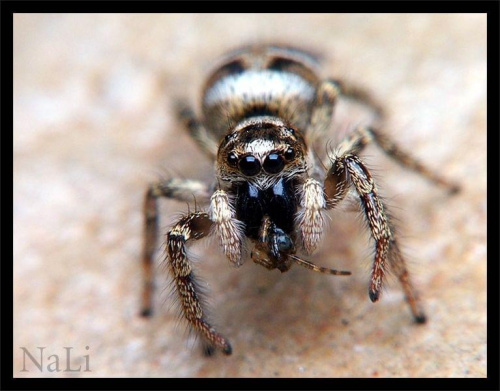 SMACZNEGO !!!
Skakun Arlekinowy (Salticus scenicus)