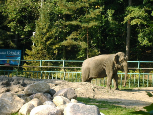 Spacer w ZOO Gdańsk-Oliwa, słonie, jeden z nich ciągle się bujał jakby tańczył a to dlaczego, że pracował w cyrku
