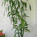 Rośnie mi mój bambusik, oj rośnie ;)