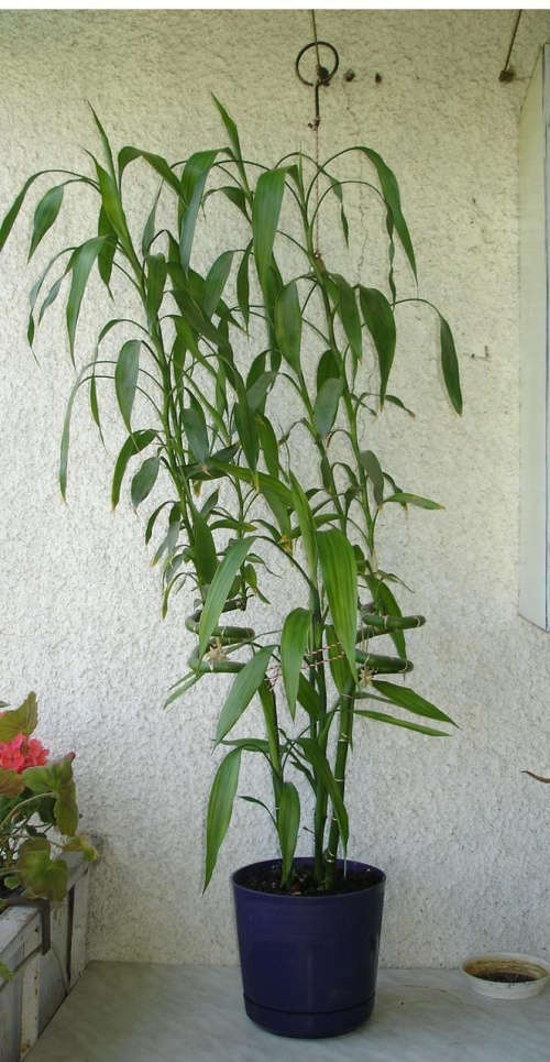 Rośnie mi mój bambusik, oj rośnie ;)