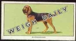 funny bloodhound