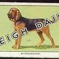 funny bloodhound