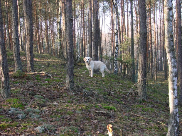 Kampinos 30-12-06