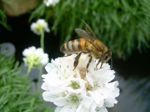 Pszczoła #OWADY