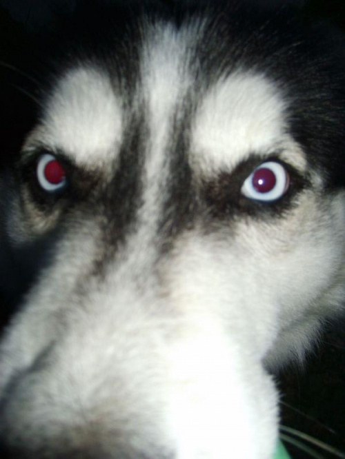 On chciał zjeść mój aparat xD #zwierzęta #psy