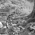 #szaro #drzewo #schody #kamienie