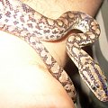 Epicrates cenchria maurus