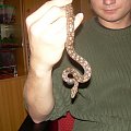 Epicrates cenchria maurus