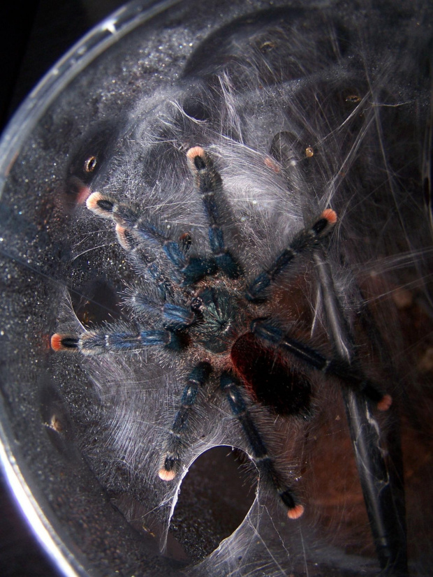 Avicularia avicularia L9