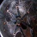 Avicularia avicularia L9