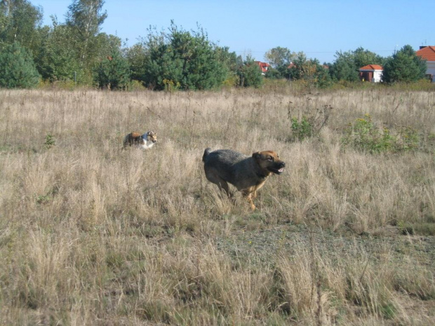 Ita bawi się z Pumą nr.4