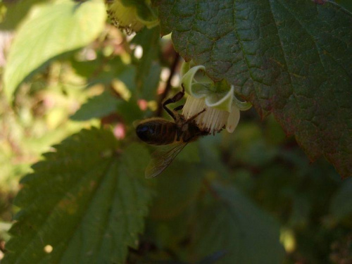 Pszczółka pod makro :) #natura #przyroda #pszczoła