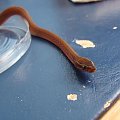 Boaedon fuliginosus - Wąż mahoniowy #WężeMahoń