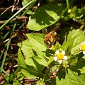 Pszczółka :) #natura #przyroda #pszczoła