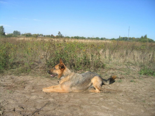 Puma waruje