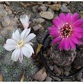 rebucja (aylostera) albiflora i Sulkorebutia rauschii #kaktusy