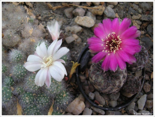 rebucja (aylostera) albiflora i Sulkorebutia rauschii #kaktusy