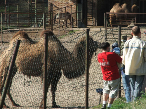 Nowe Zoo