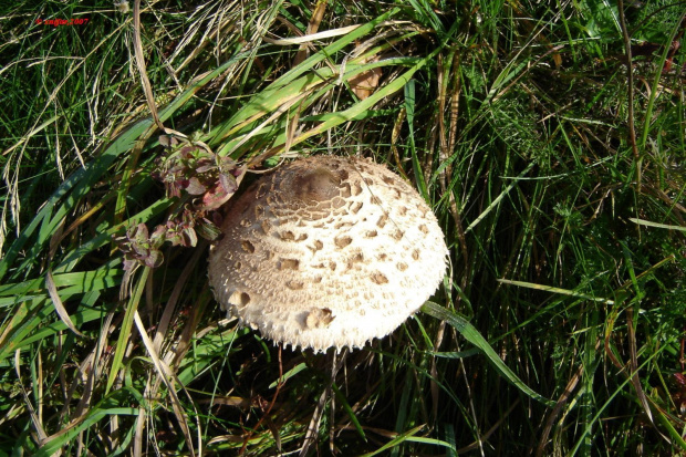 grzygy, muchomory, kanie, śluzaki #mushrooms #grzyby #xnifar #kania #muchomor