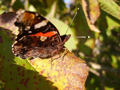 Motylek :) #owady #żyjątka #natura