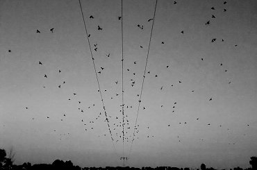 #krajobraz #ptaki #przyroda #chwila