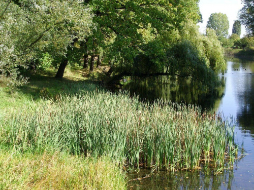 TORUŃ - PARK MIEJSKI I MARTÓWKA #FaunaIFlora