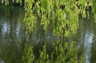 TORUŃ - PARK MIEJSKI I TZW. MARTÓWKA #FaunaIFlora
