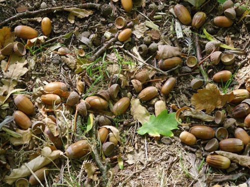 TORUŃ - PARK MIEJSKI I MARTÓWKA #FaunaIFlora